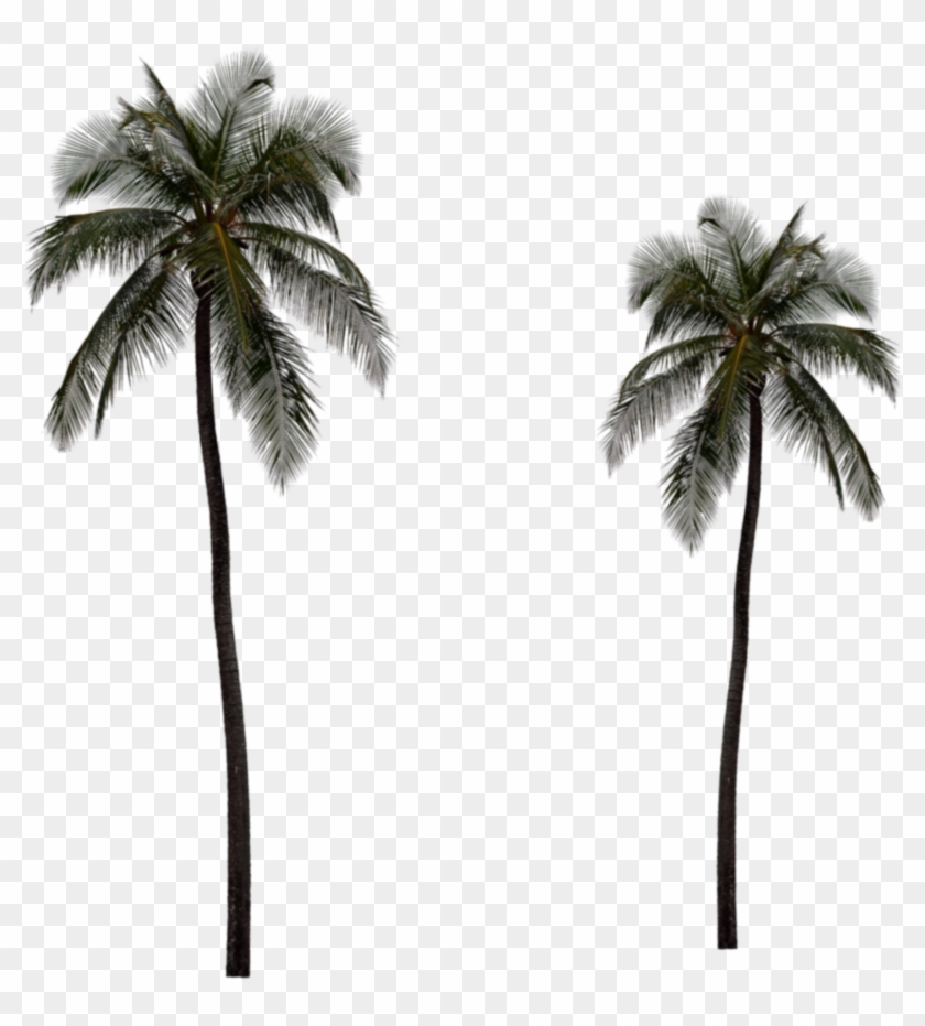 The Gallery For > Real Palm Tree Png - Long Palm Tree #762089