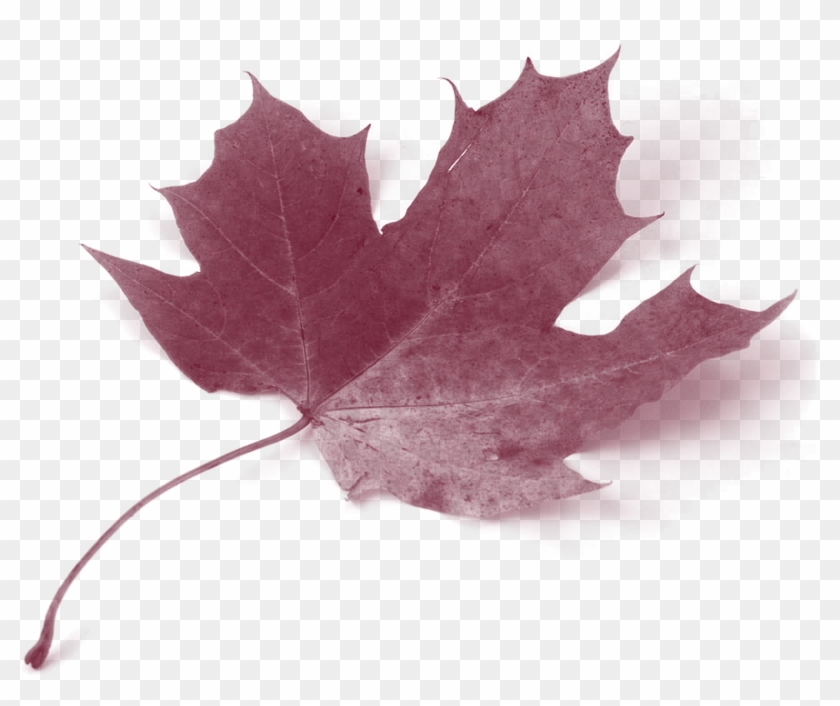 Canada Acer Circinatum Maple Leaf Autumn Leaf Color - Maple Leaves Green Yellow #762094