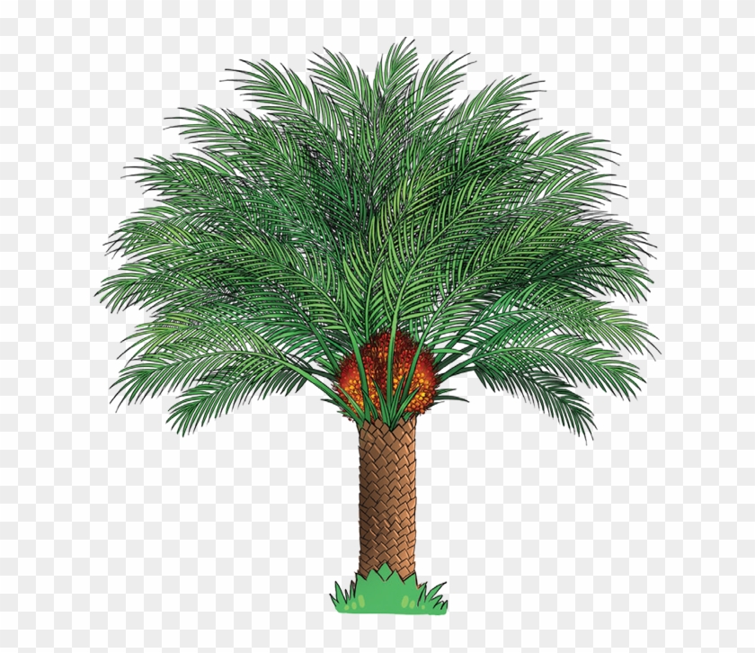 2b - Oil Palm Tree Png #762103