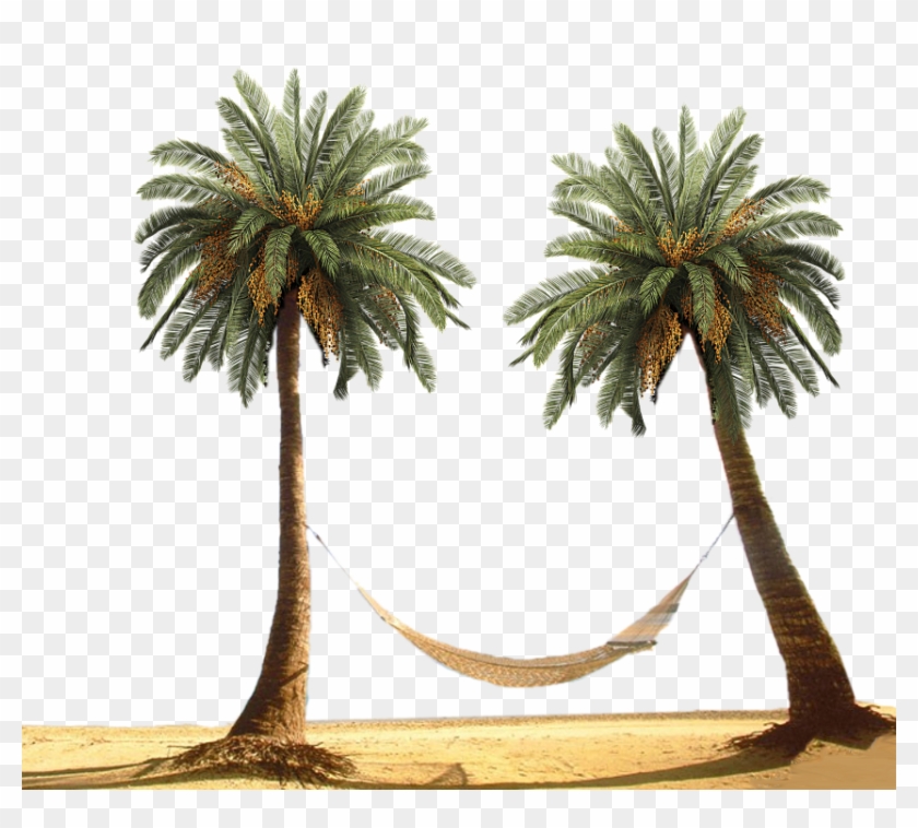 Palm Tree By Designway24 - Palm Tree Beach Png #762128