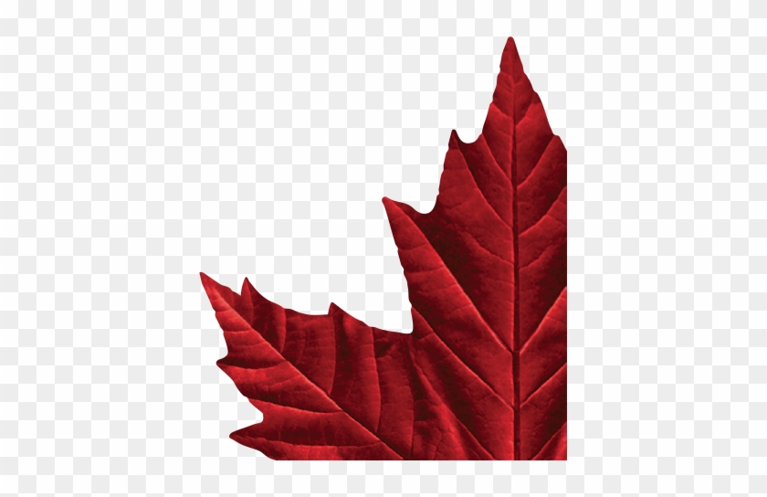 Facebook - Twitter - Molson Canadian Maple Leaf Logo #762137
