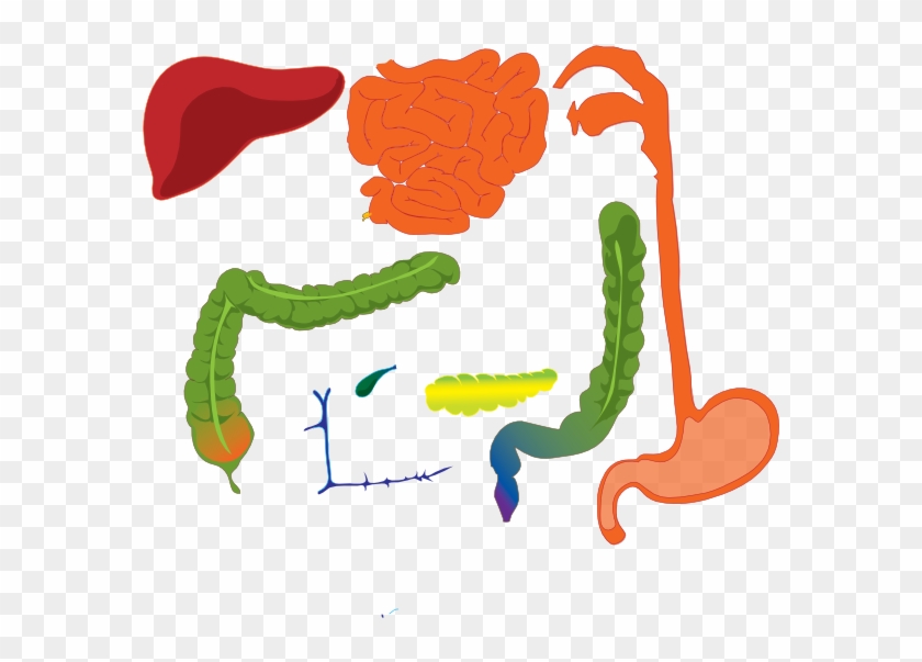 Digestive System Clipart Png #762148