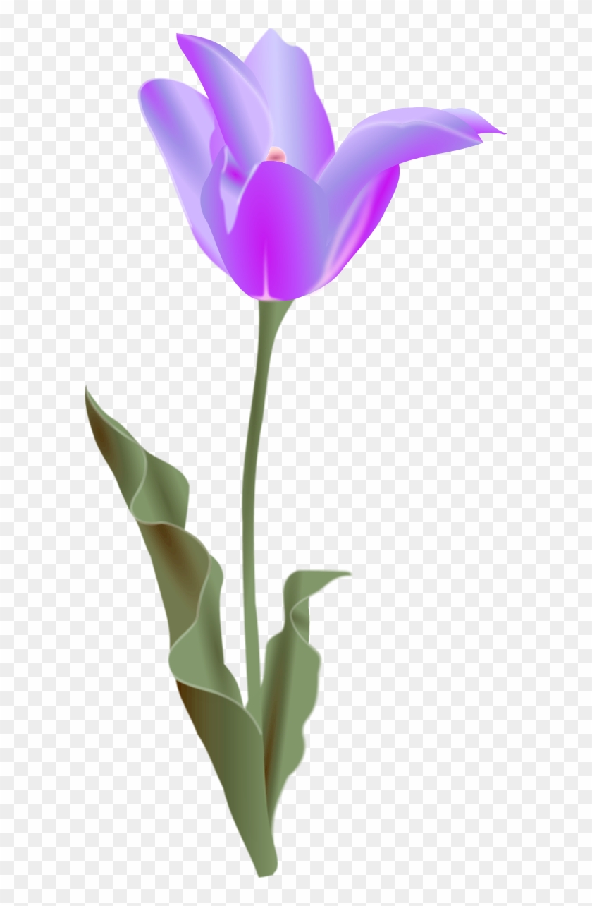 Vector Clip Art - Tulip Clip Art #762156