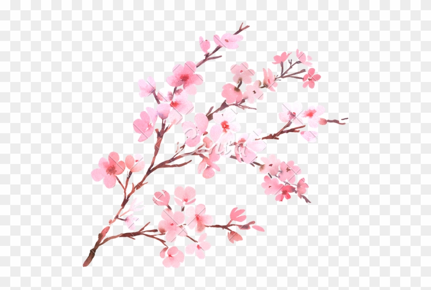 Download Cherry Blossom High Quality Png - Watercolor Cherry Blossom Png #762247