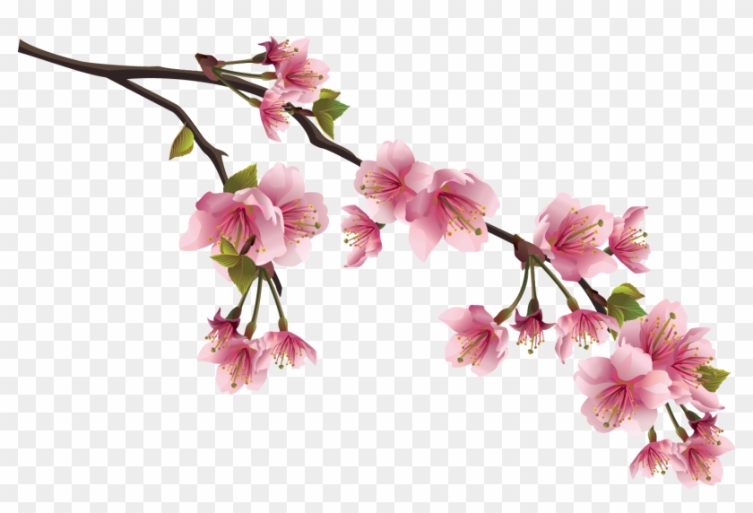 Sakura Png Image With Transparent Background - Rami Di Ciliegio Disegno #762250