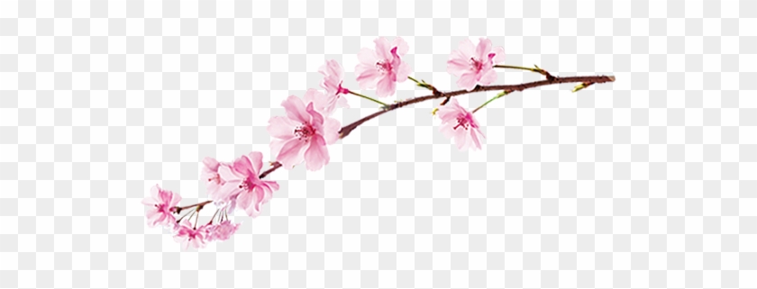 Sakura Png Image With Transparent Background - Garnier Sakura White Pinkish Radiance Gentle Cleansing #762251