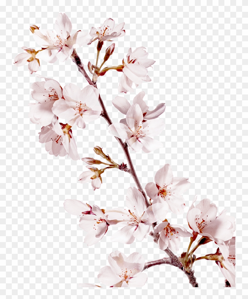 Sakura Png Background Image - Petal #762255