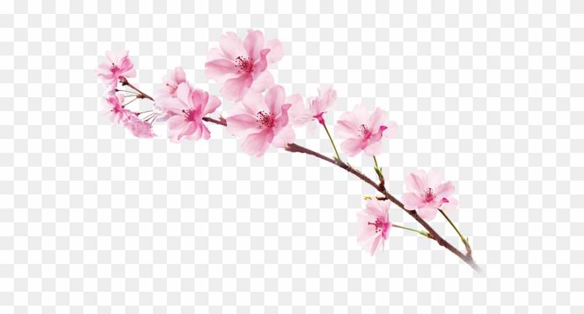 Sakura Png Image With Transparent Background - Garnier Sakura White Pinkish Radiance Gentle Cleansing #762274