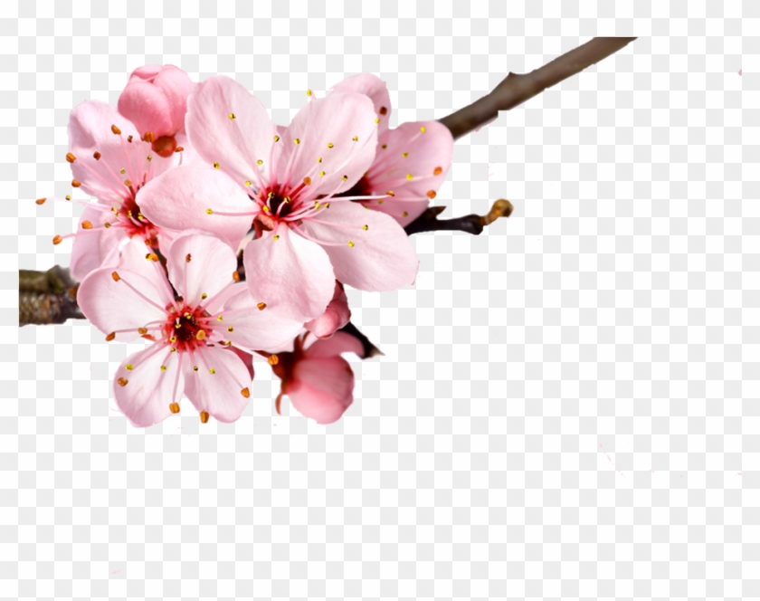 Cherry Blossom Flower Petal - Cherry Blossom Flowers No Background #762279