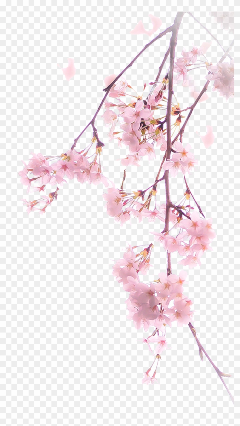 The Branch Of Cherry Blossoms, Png V - Cherry Blossom Illustration Png #762370