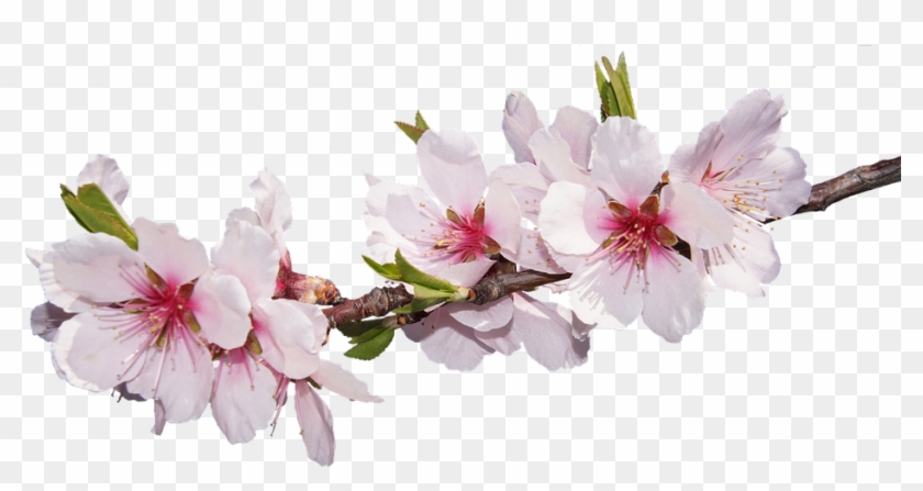 Sakura Png Image With Transparent Background - Almond Flower Png #762373