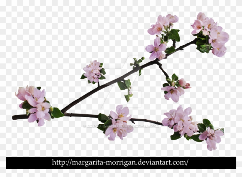 Branch Of Apple Blossoms By Margarita Morrigan - Apple Blossom Branch #762382