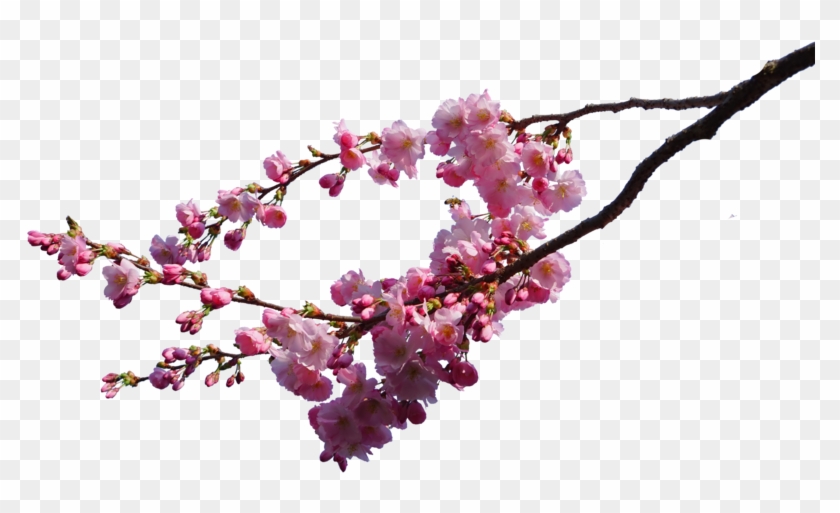 Cherry Blossom Png Image - Cherry Blossom Png #762391
