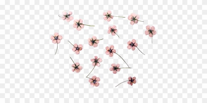 Aesthetic Flowers Transparent Background - Free Transparent PNG Clipart  Images Download