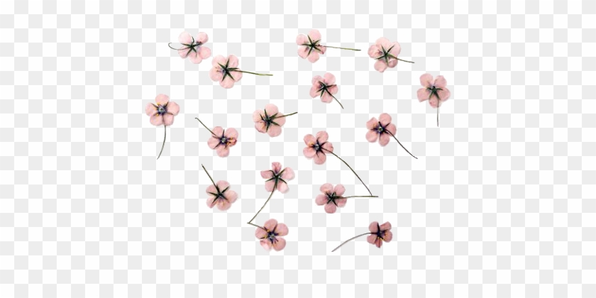 Aesthetic Flowers Transparent Background #762492