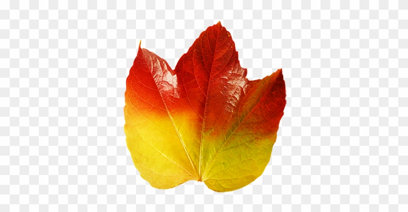 Colorful Autumn Leaf Of Vine - Vine #762796