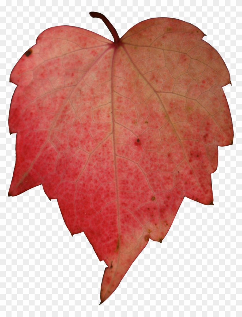 Autumn Desktop Wallpaper Maple Leaf - Autumn Desktop Wallpaper Maple Leaf #762872