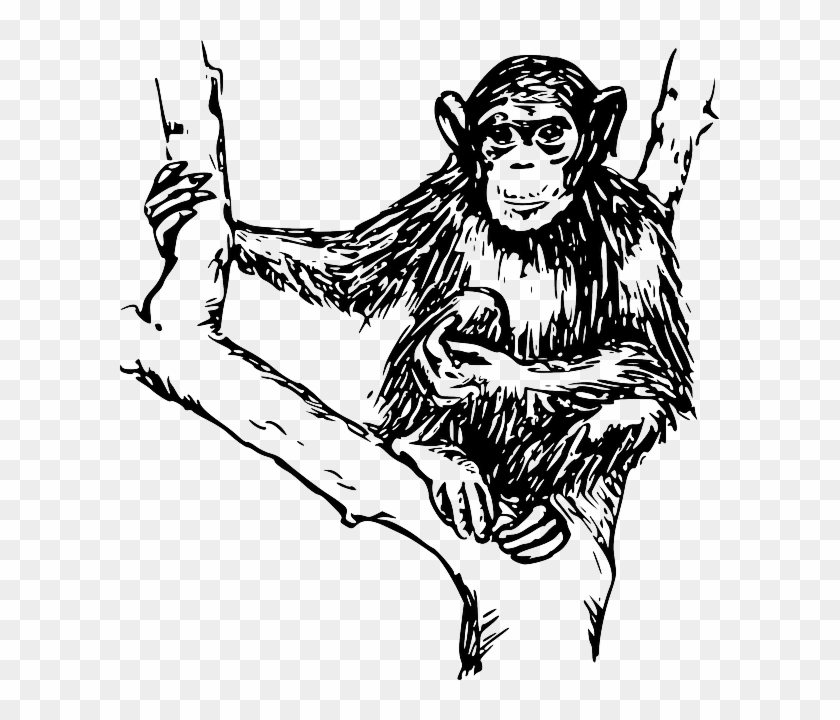 Drawing, Tree, Branches, Holding, Hairy, Chimpanzee - Monkey Black And White #762920