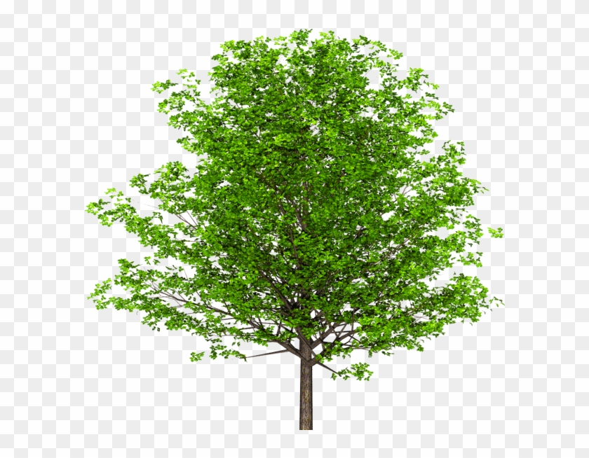 Inglés De Madera De Nogal De La Rama De Árbol Casas De Un Piso Free