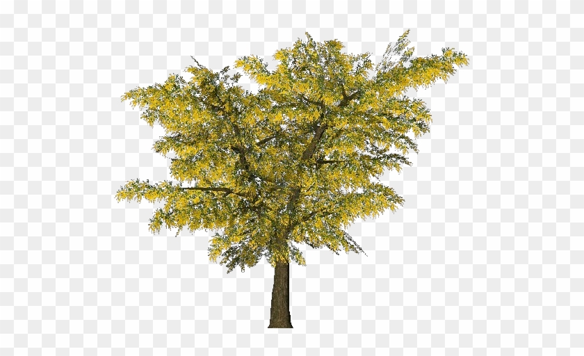 El Árbol De Acacia Dealbata Planta Ornamental Rama - Pond Pine #762975