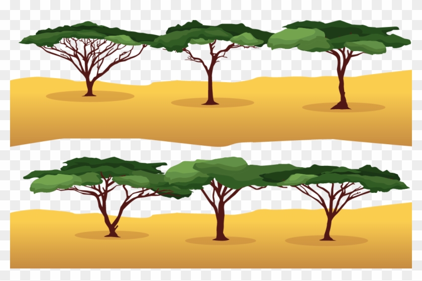 Rama Wattles Árbol Euclidiana Del Vector - Acacia Tree Vector #763018