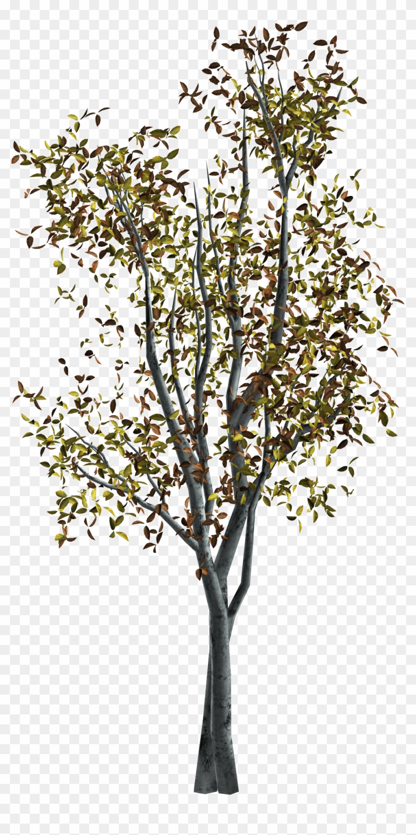 Rama De Árbol De Otoño - Tree #763029