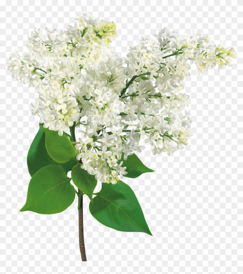 Común Lila Rama De La Luz Arbusto - Mother's Day, Grandma - Lilac Flowers Card #763037