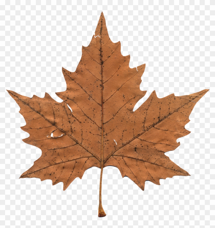 Maple Leaf - Maple Leaf Png Transparent #763185
