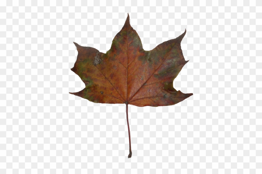 Autumn Maple Leaves - Maple Leaf #763191