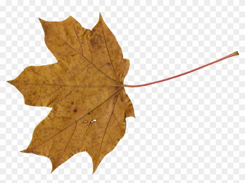 Png File Size - Brown Leaves Png #763192