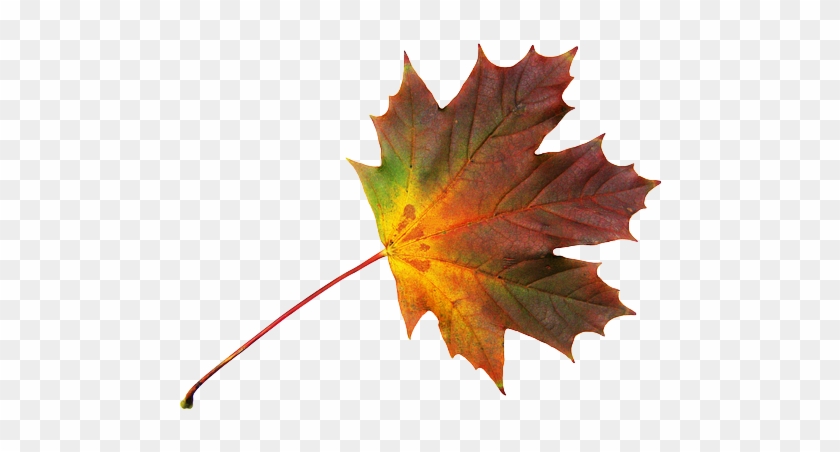 Journal, Maple Leaf, Free, Autumn, Colorful - Maple Leaf #763197