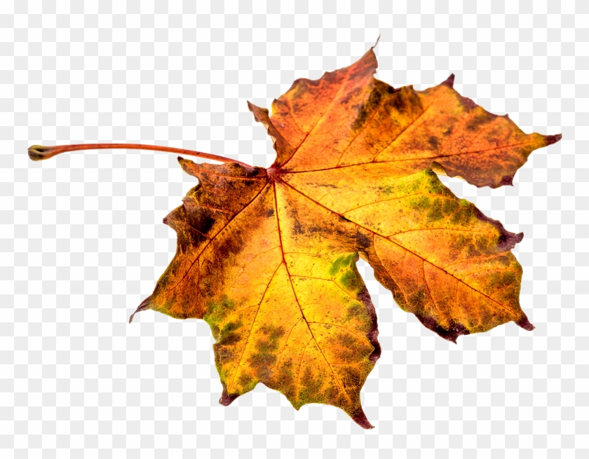 Leaf Transparent Png Sticker - Autumn Leaf Pixel #763208
