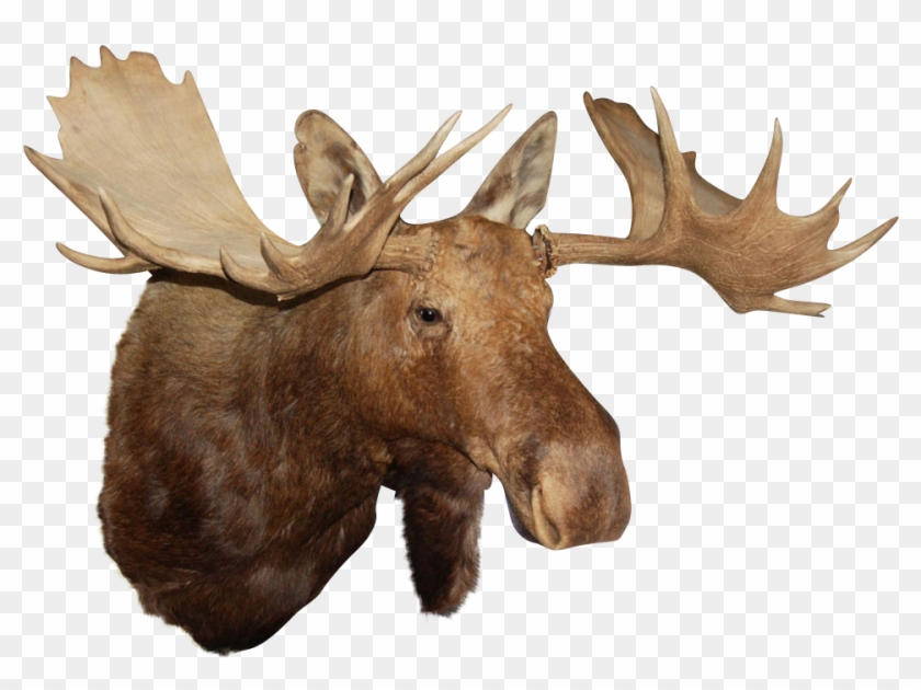 Reindeer Antler Alaska Moose Elk - Moose Head No Background #763244