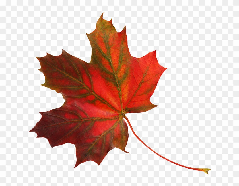 Осенние Листья Пнг - Free Transparent PNG Clipart Images Download