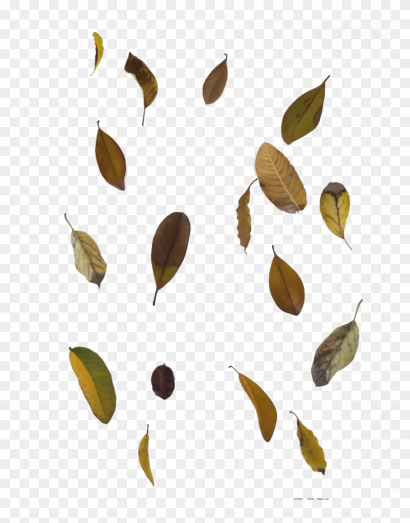 Comments - Transparent Leaf Overlay #763262