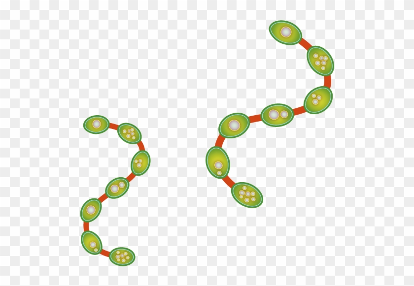 Vector Flora Chain 800*842 Transprent Png Free Download - Illustration #763291