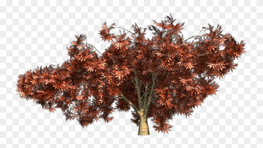 Japanese Maple - Japanese Acer Png #763274