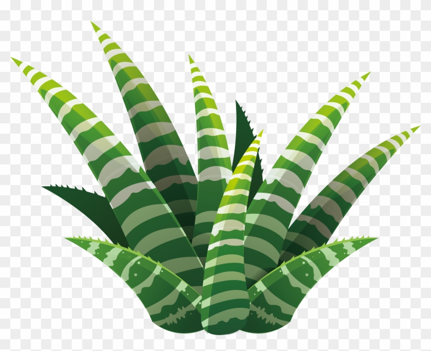 Leaf Succulent Plant Euclidean Vector Illustration - Succulent Plant #763292