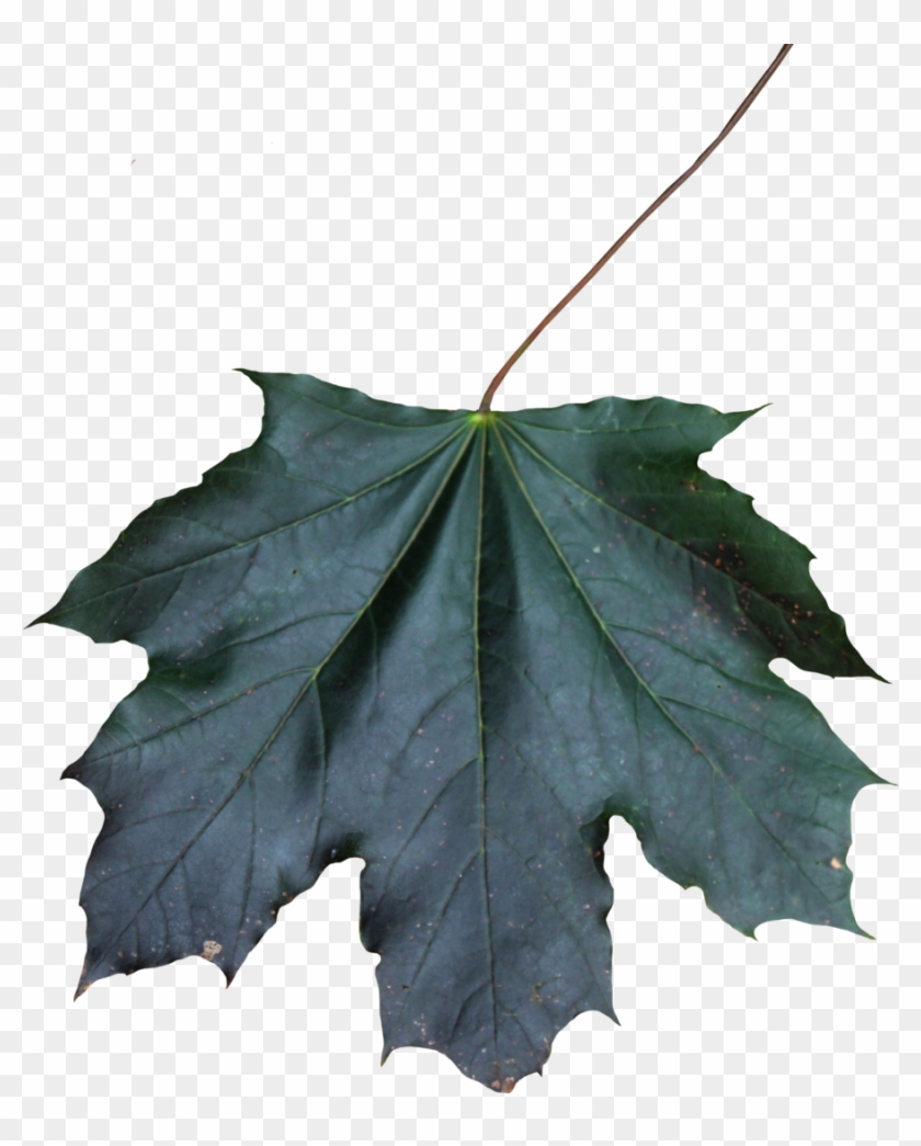 Maple Leaf Png 01 By Thy Darkest Hour - Maple Leaf Png #763288