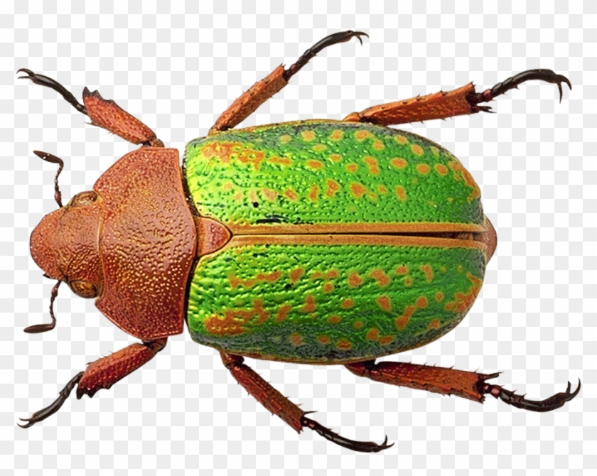 Bug - Transparent Background Bug Png #763306