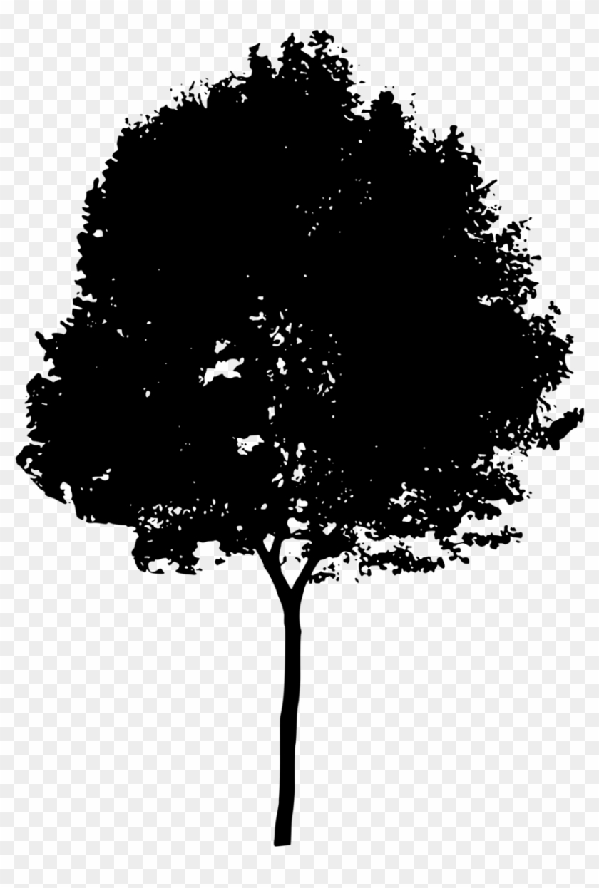 Free Stock Photo - Tree Silhouette Png #763374