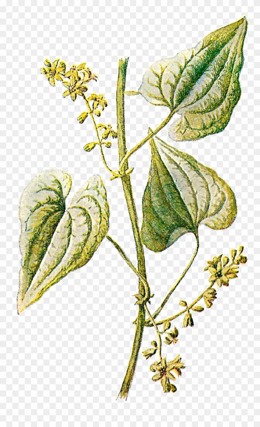 Herbs Clipart Transparent - Vintage Antique Leaf Png Transparent Free Clipart #763382