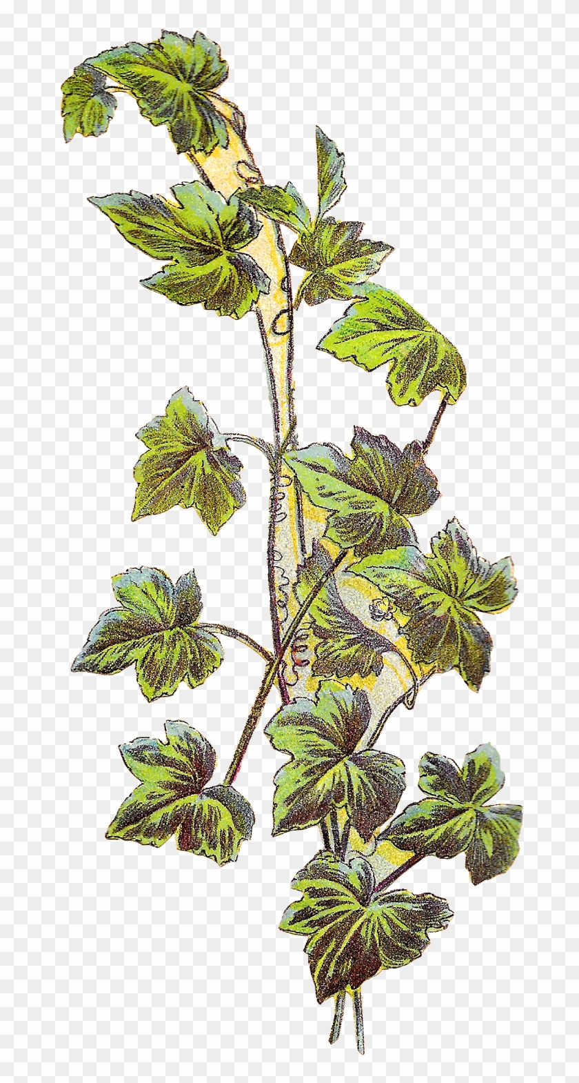 I Can Image This Grape Vine Image On Handmade Jar Labels - Illustration Grape Vine Botanical #763386