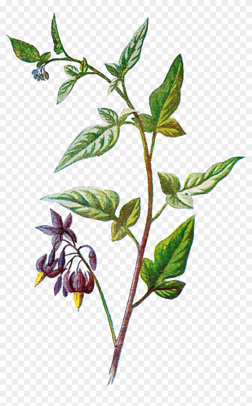 Wildflower Clipart Botanical Illustration - Botanical Png #763389