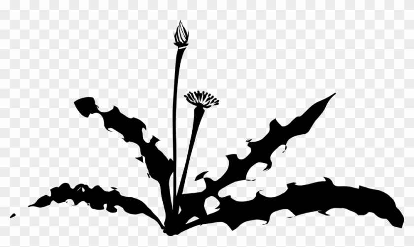 Cartoon Weed Plant 23, - Dandelion Silhouette #763406