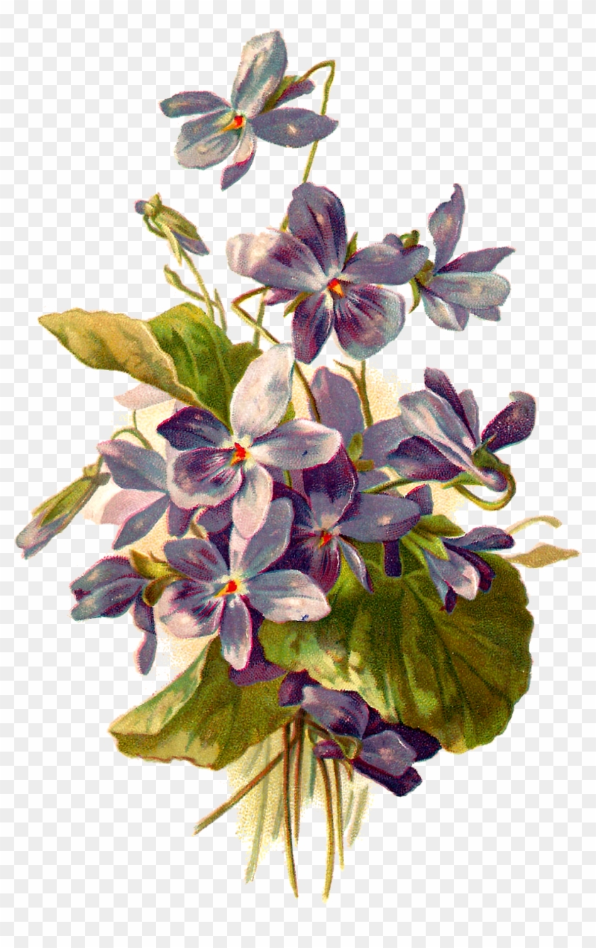 Vintage Flower Illustration Png - Violet Botanical Illustration #763408