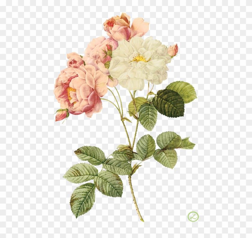 Flower Illustration By Pierre-joseph Redoute - Flower Wallpaper Iphone 8 Plus #763411