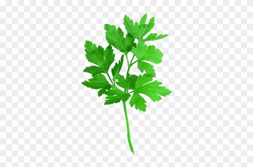 Cilantro Coriander Herb Illustration Transparent Png - Cilantro Png #763418