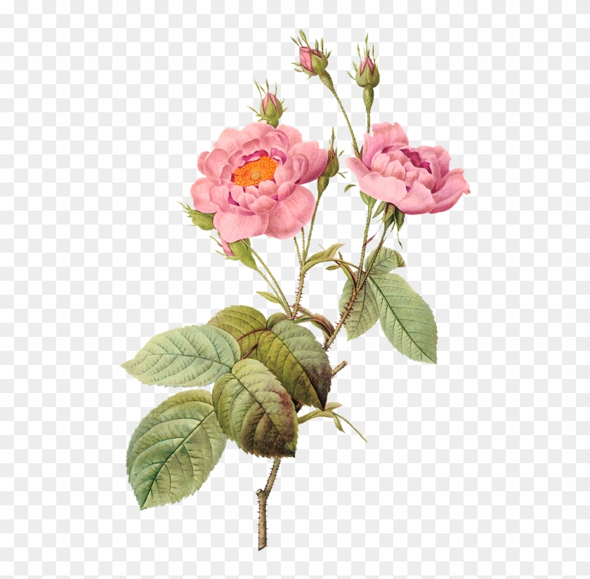 Flower Illustration By Pierre-joseph Redoute - Pierre Joseph Redoute Flower #763420