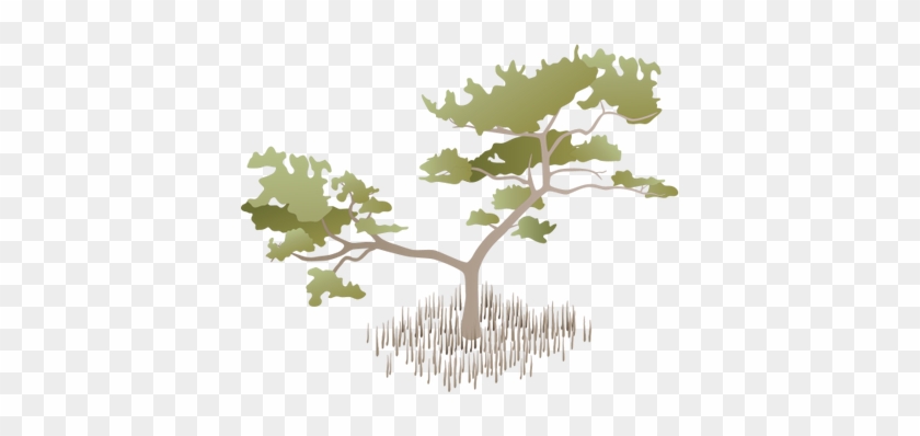 Avicennia Germinans Illustration Of Avicennia - Mangrove Tree Vector #763442